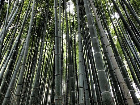 Bambú negro Arashiyama.