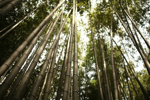 Bambú en Arashiyama.