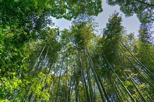 Bosque de bambú Arashiyama.