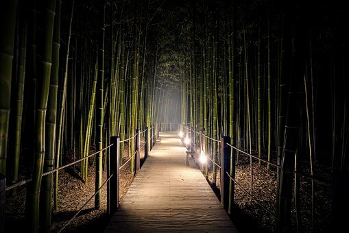 fotografía nocturna del bosque de Arashiyama.