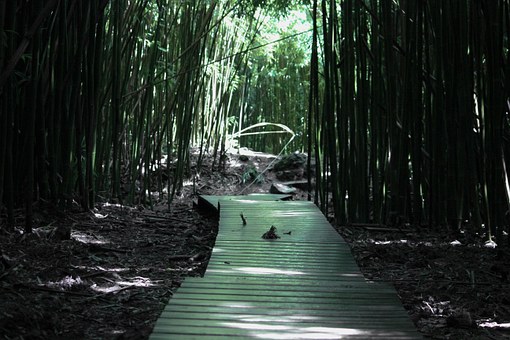Sendero del bosque de bambú.