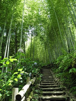 Escalera en el bosque de bambú.