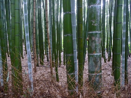 Bambú verde en Arashiyama.