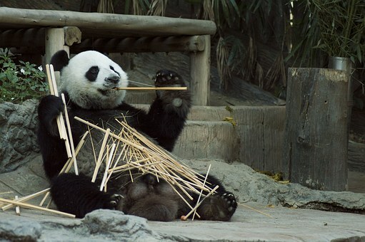 Oso panda comiendo caña de bambú.