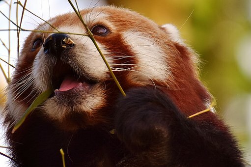 Panda rojo cara.